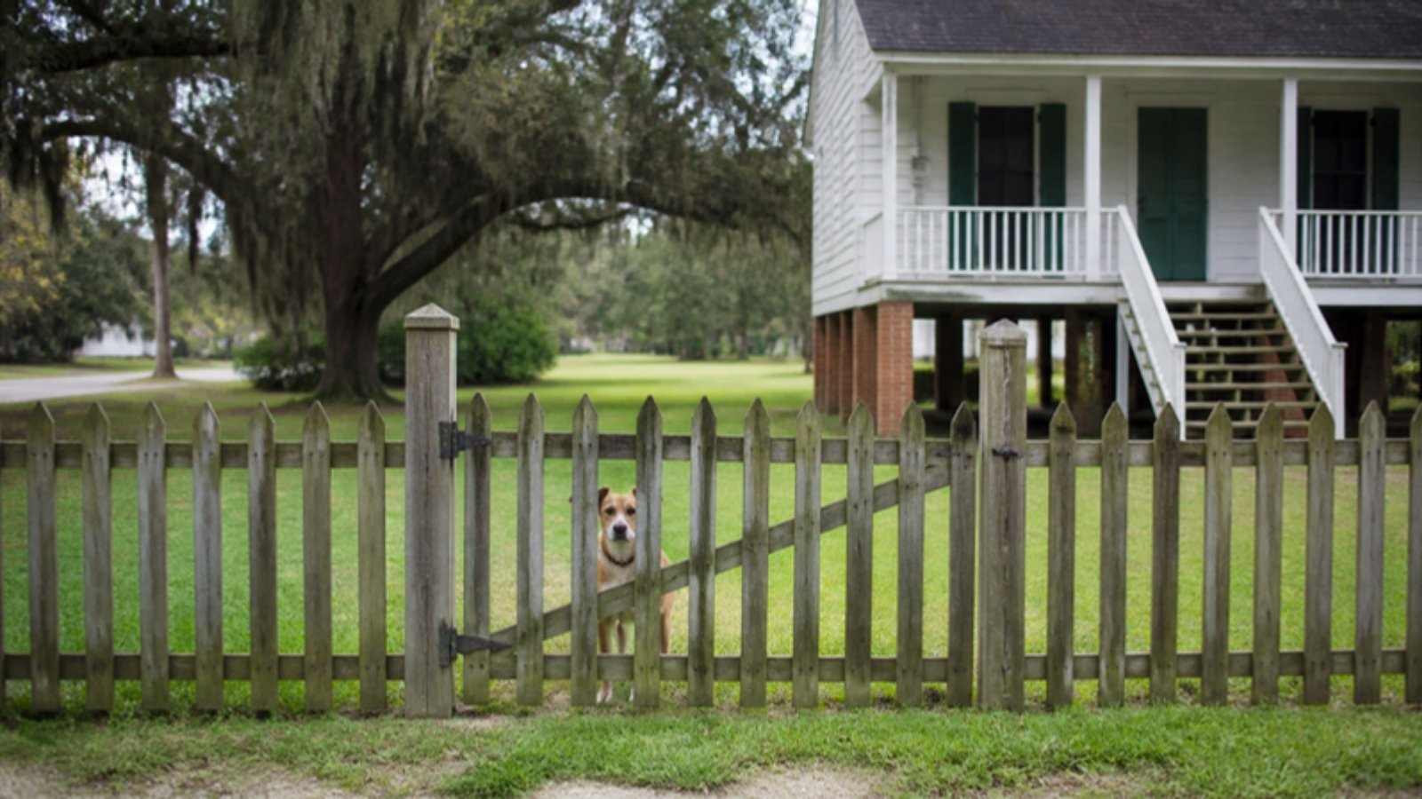 Louisiana Dog Bite Law: Who Is Liable When a Dog Bites?